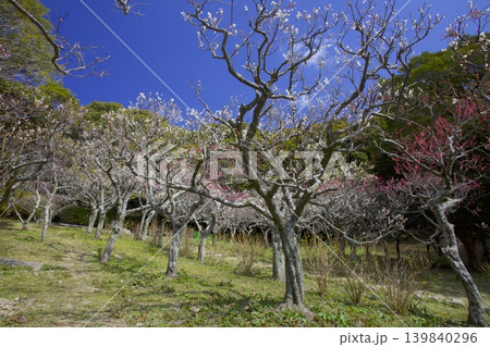 保久良梅林(六甲山中腹にある保久良神社に隣接する梅林) 保久良梅林(六甲山中腹にある保久良神社に隣接する梅林) 139840296