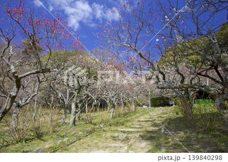保久良梅林(六甲山中腹にある保久良神社に隣接する梅林) 保久良梅林(六甲山中腹にある保久良神社に隣接する梅林) 139840298