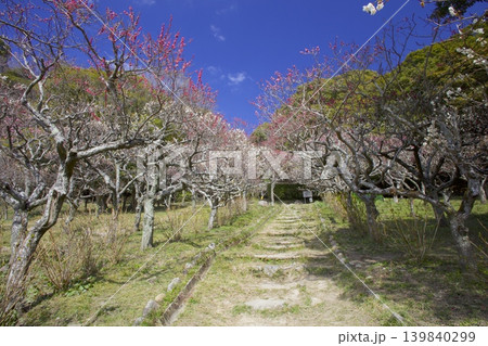 保久良梅林(六甲山中腹にある保久良神社に隣接する梅林) 保久良梅林(六甲山中腹にある保久良神社に隣接する梅林) 139840299