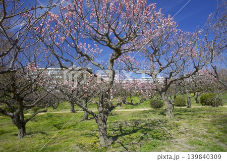 水月公園 / 早春の梅林 水月公園 / 早春の梅林 139840309