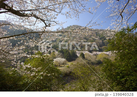 淡路島・諭鶴羽ダム公園の桜（ソメイヨシノ）、諭鶴羽山の新緑と山桜 139840328