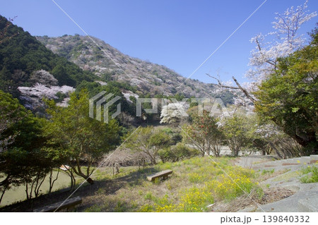 淡路島・諭鶴羽ダム公園の桜（ソメイヨシノ）、諭鶴羽山の新緑と山桜 139840332