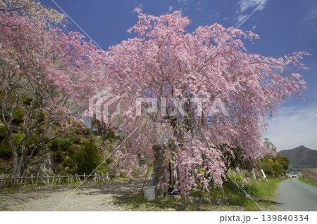武庫川桜づつみ回廊/「下垣しだれ桜公園」の紅白のしだれ桜 武庫川桜づつみ回廊/「下垣しだれ桜公園」の紅白のしだれ桜 139840334
