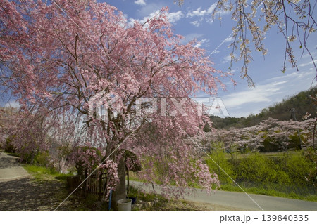 武庫川桜づつみ回廊/「下垣しだれ桜公園」の紅白のしだれ桜 139840335