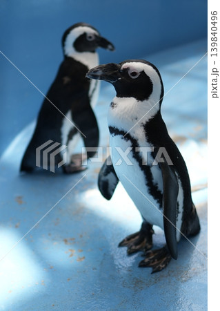 姿勢の良いケープペンギン 139840496