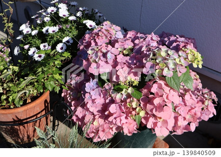 紫陽花ラグランジアオーロランジュとオステオスペルマム 紫陽花ラグランジアオーロランジュとオステオスペルマム 139840509