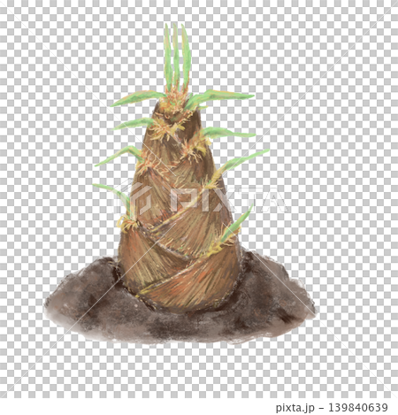 Bamboo shoots emerging from the soil Bamboo shoots emerging from the soil 139840639
