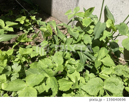 花、植物、自然、黄色、花びら、春、葉、フラワー、屋外、緑色、園芸、ガーデニング、緑、満開、花壇、風景 139840696