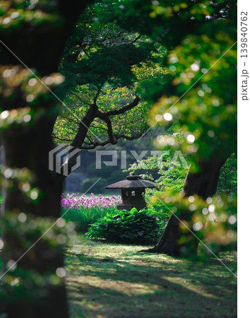 初夏の和風庭園を彩る花菖蒲と灯篭 139840762