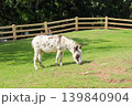 A cute spotted donkey peacefully grazes on a sunny green pasture surrounded by a wooden fence and lush trees. 139840904