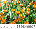 Vibrant orange colored tulips are blooming profusely in a garden with green leaves as a background. 139840907