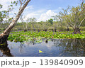 Rayong Botanical Gardens, enjoying the blooming lotus fields and Melaleuca quinquenervia tree wetland ecosystem, which is open to the public to promote ecotourism, Klaeng district, Rayong province, 139840909