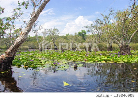 Rayong Botanical Gardens, enjoying the blooming lotus fields and Melaleuca quinquenervia tree wetland ecosystem, which is open to the public to promote ecotourism, Klaeng district, Rayong province, Rayong Botanical Gardens, enjoying the blooming lotus fields and Melaleuca quinquenervia tree wetland ecosystem, which is open to the public to promote ecotourism, Klaeng district, Rayong province, 139840909