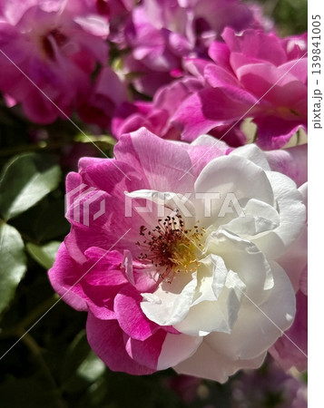 一つの花にピンクと白が咲き分けた美しいバラ 一つの花にピンクと白が咲き分けた美しいバラ 139841005