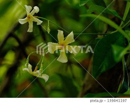 常緑つる性木本テイカカズラの花 常緑つる性木本テイカカズラの花 139841197