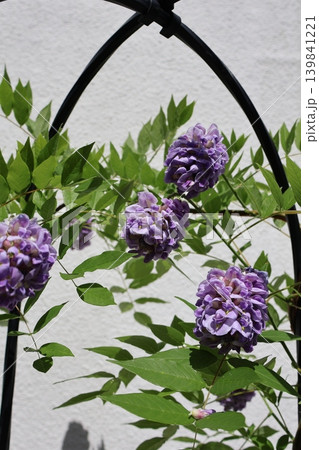 アメリカフジの紫の花 139841221