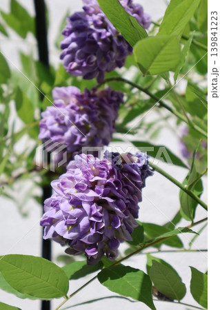 アメリカフジの紫の花 139841223