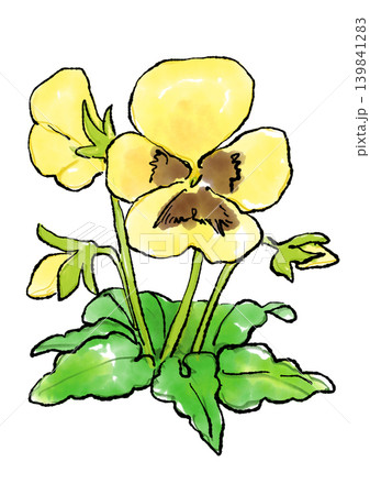 咲き誇る黄色のパンジーの花の手描きの線画と水彩イラスト 咲き誇る黄色のパンジーの花の手描きの線画と水彩イラスト 139841283