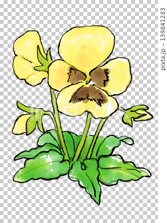 咲き誇る黄色のパンジーの花の手描きの線画と水彩イラスト 咲き誇る黄色のパンジーの花の手描きの線画と水彩イラスト 139841283