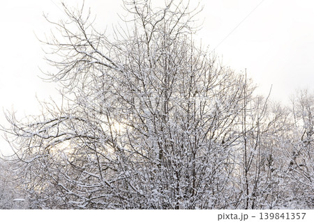 Winter landscape with snow-covered trees. Winter forest. 139841357