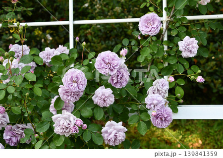 バラ「レイニー・ブルー」 Rose 'Rainy Blue' 139841359