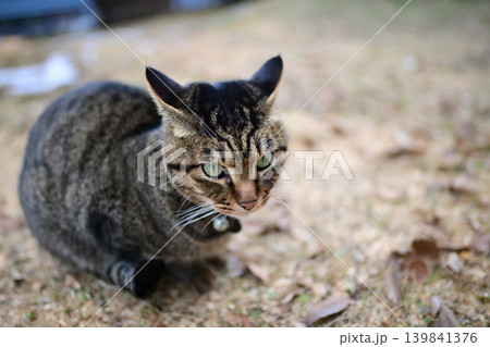 芝生の上のキジトラ猫 139841376