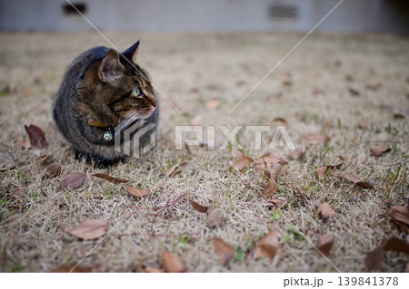 芝生の上のキジトラ猫 139841378