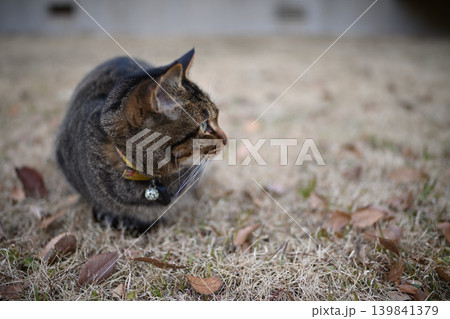 芝生の上のキジトラ猫 芝生の上のキジトラ猫 139841379