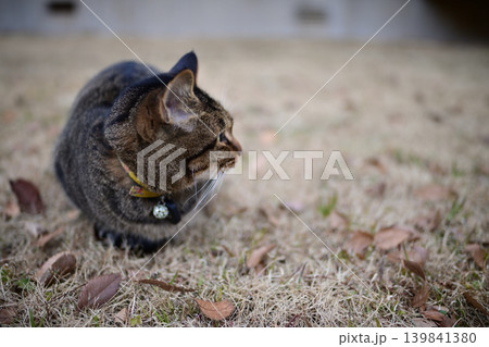 芝生の上のキジトラ猫 芝生の上のキジトラ猫 139841380