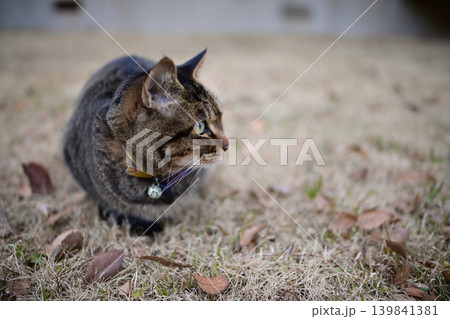 芝生の上のキジトラ猫 芝生の上のキジトラ猫 139841381