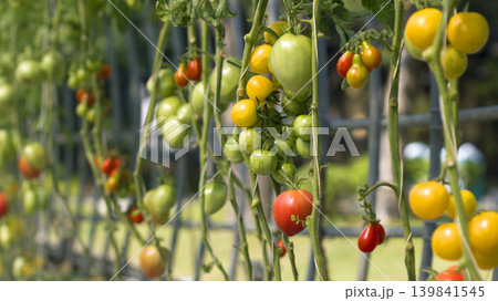 fresh tomatoes on the plant fresh tomatoes on the plant 139841545