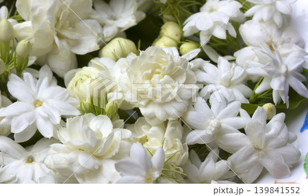 white jasmine blossoms white jasmine blossoms 139841552
