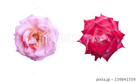 red and pink roses red and pink roses 139841559