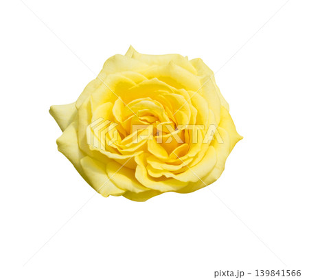 Yellow rose isolated on white background Yellow rose isolated on white background 139841566