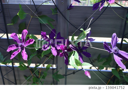 クレマチス・アフロディーテ・エレガフミナの紫の花 クレマチス・アフロディーテ・エレガフミナの紫の花 139841752