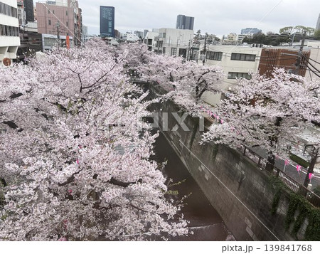 目黒川を彩る満開の桜並木と都会の春風景 139841768