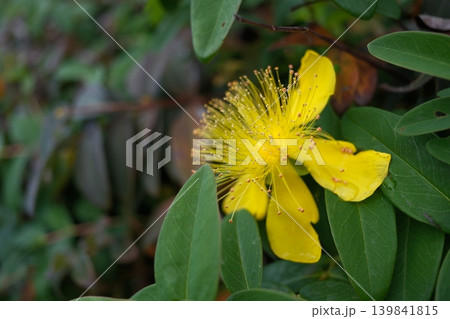 ビヨウヤナギの花のクローズアップ 緑の背景と自然光 ビヨウヤナギの花のクローズアップ 緑の背景と自然光 139841815
