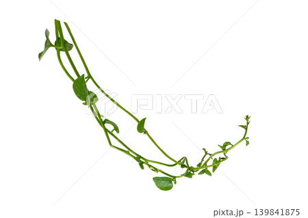 Isolated creeping binahong medicinal herb twig with glossy heart-shaped leaves. 139841875