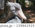 じっと見つめるハシビロコウ 139841919