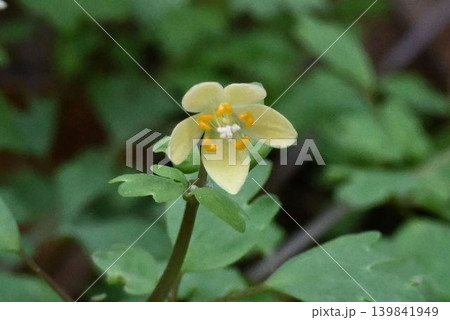 赤目渓谷で見た淡紅色の花弁に似た萼片の中に退化した黄色の花弁が綺麗なトウゴクサバノオ 赤目渓谷で見た淡紅色の花弁に似た萼片の中に退化した黄色の花弁が綺麗なトウゴクサバノオ 139841949