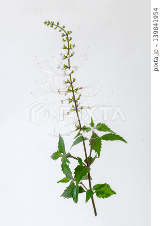 Blooming kidney tea plant or java tea branch with white flowers for herbal medicine illustration. 139841954
