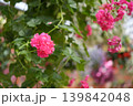 鮮やかなピンクの花 139842048