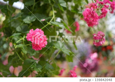 鮮やかなピンクの花 鮮やかなピンクの花 139842048