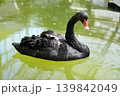 優雅に浮かぶブラックスワン 139842049
