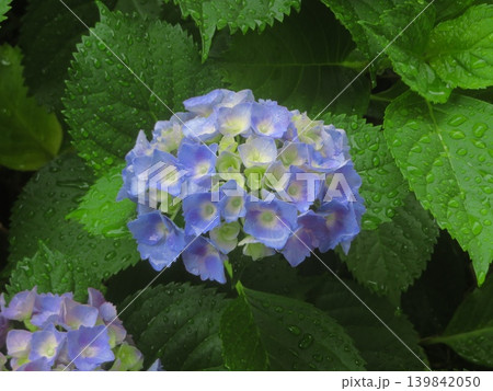 雨に濡れた咲き始めの紫陽花 雨に濡れた咲き始めの紫陽花 139842050