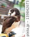神秘的なメガネフクロウのアップ 139842073