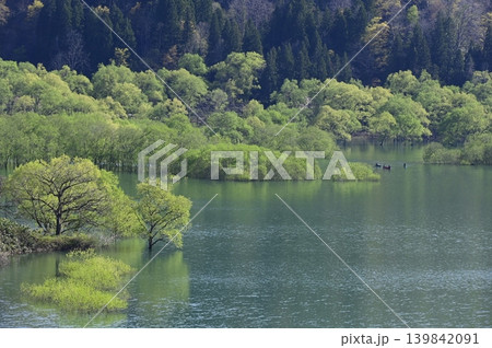 白川湖の水没林 白川湖の水没林 139842091