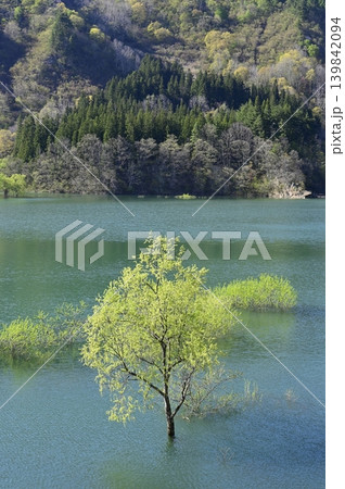 白川湖の水没林 白川湖の水没林 139842094