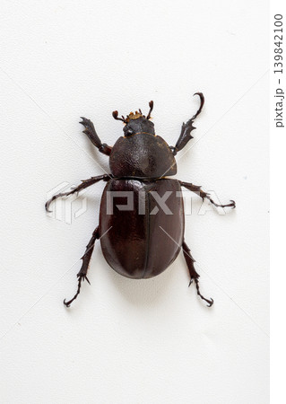 Top view of Asiatic rhinoceros beetle (Oryctes rhinoceros) isolated on white background. Top view of Asiatic rhinoceros beetle (Oryctes rhinoceros) isolated on white background. 139842100