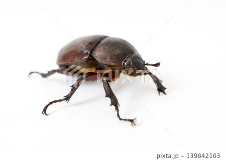 Top view of Asiatic rhinoceros beetle (Oryctes rhinoceros) isolated on white background. Top view of Asiatic rhinoceros beetle (Oryctes rhinoceros) isolated on white background. 139842103